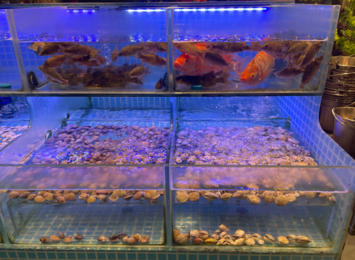 提供海鲜水产与鲜活到家服务